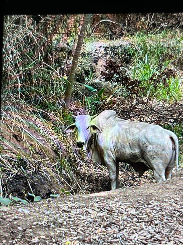 Zebu cattle spotted resting in Tinaquillo, Venezuela countryside