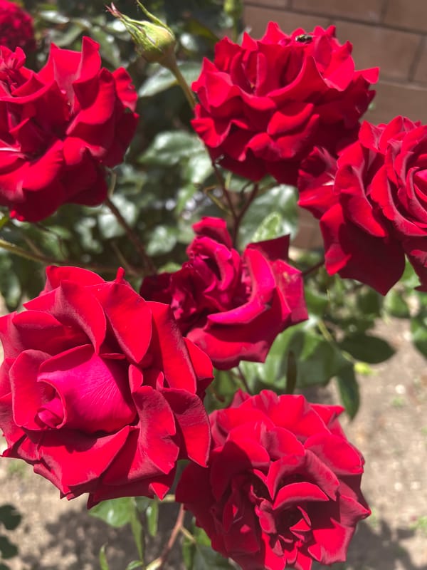 A Ukrainian garden in bloom: roses, lilies, and summer fruit