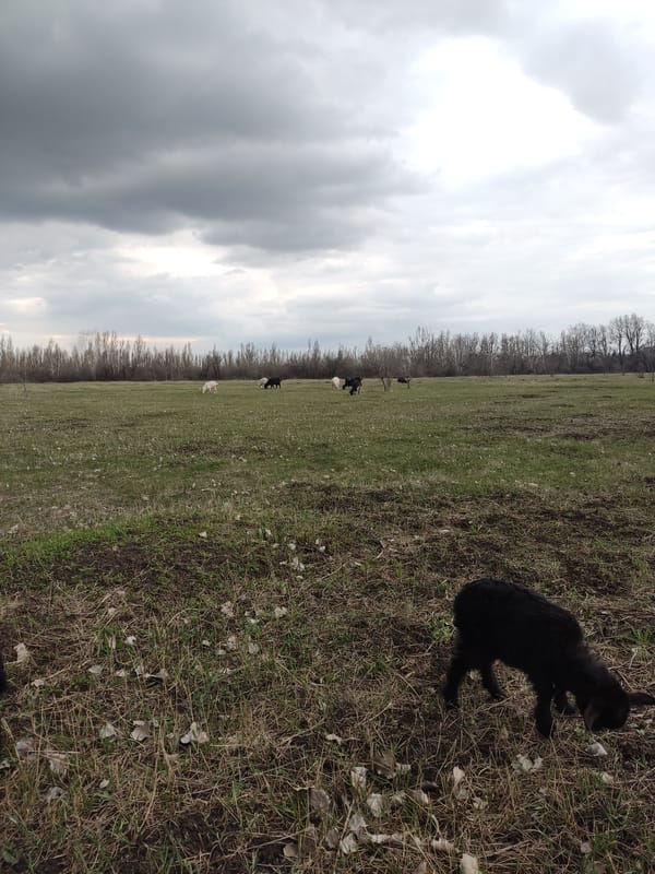 Rural wildlife and livestock observed in Makiivka fields