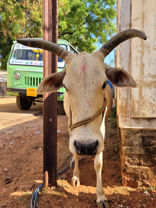 Cow with rope spotted near green vehicle, metal structure