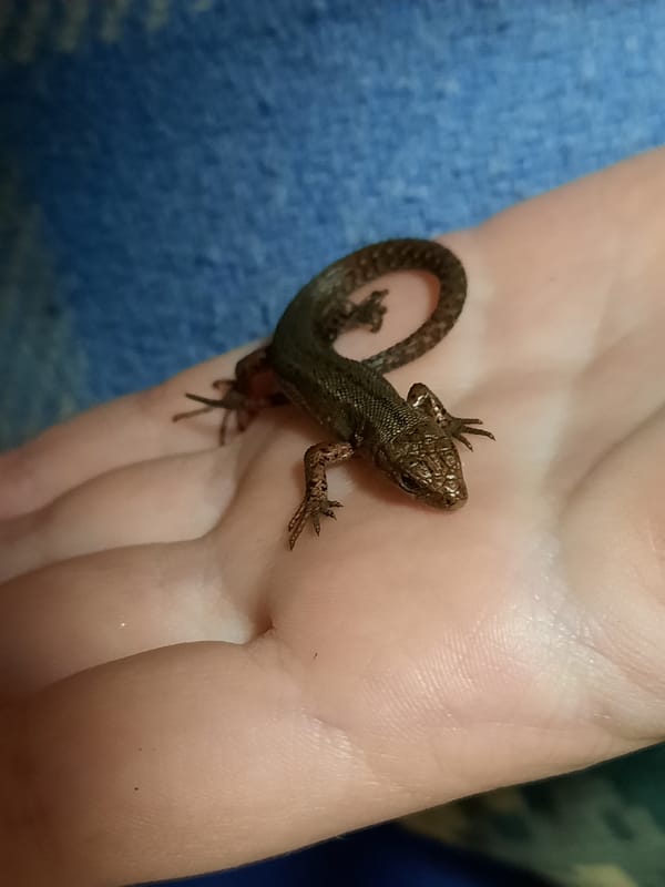 Person handles small brown lizard indoors in Krasnogorskoye
