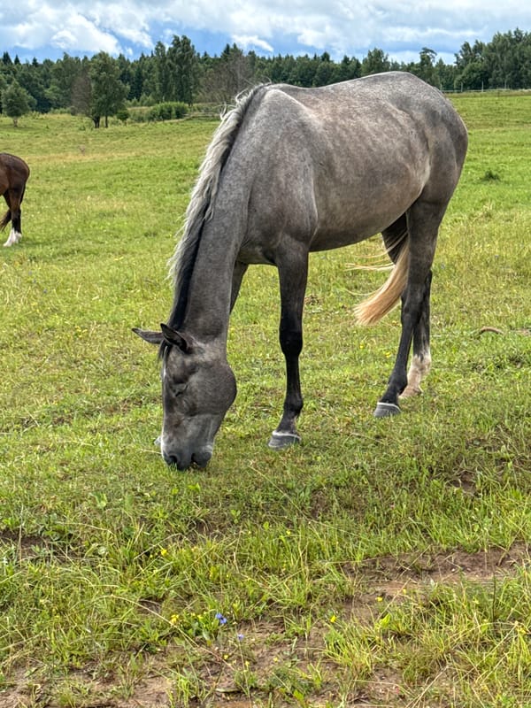 Horses grazing in a summer meadow in Galinė, Lithuania