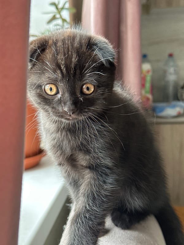Scottish Fold kittens at home in Samara on a June morning