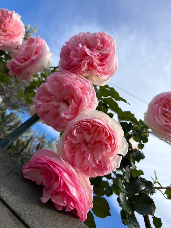 Person photographs pink roses in Mont-roig del Camp