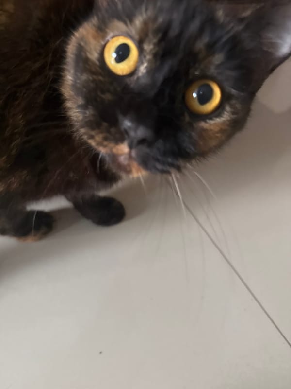 Cats observed lounging around Denpasar streets, Indonesia