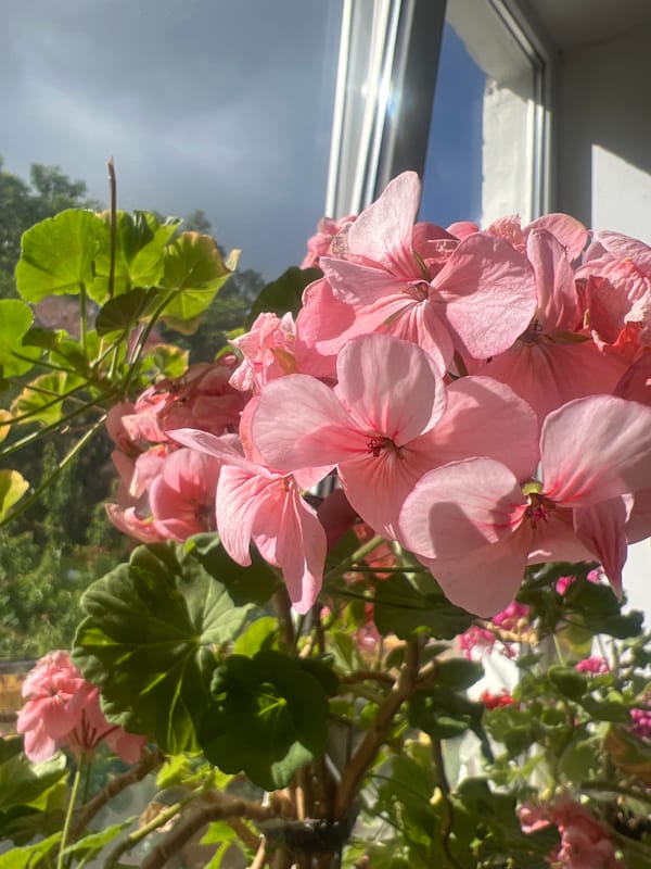 Geraniums in bloom on a summer morning in Zarechny