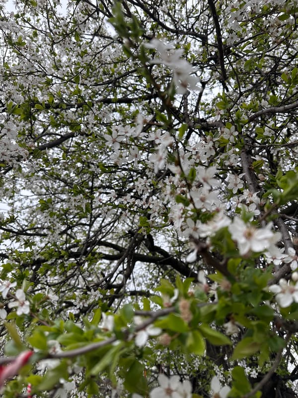 Spring blooms observed in Sofia amid cloudy skies