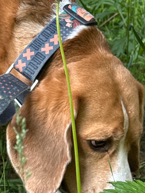 Early morning photography walk captures dog, flowers in Chaikovsky Russia