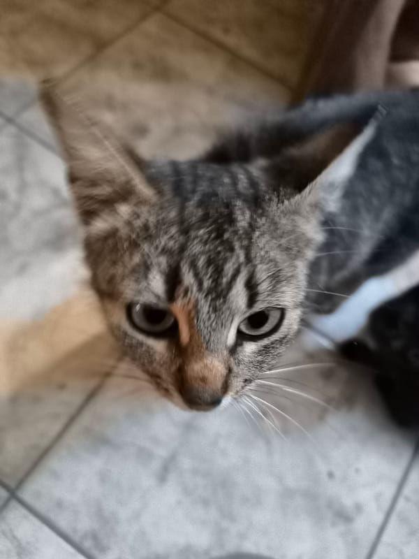 Cats, garden flowers, and quiet moments in Vulcănești