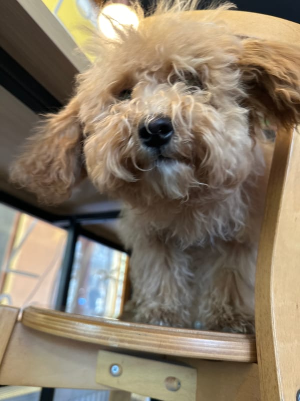 Morning cafe service documented in Novi Sad, Serbia