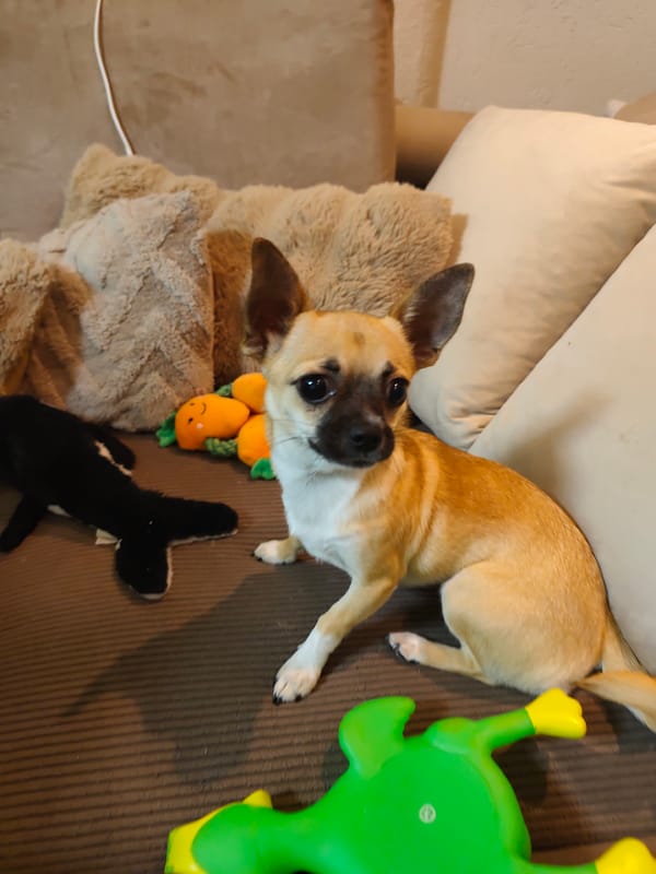 Domestic pets and Easter decorations captured in Sandanski home