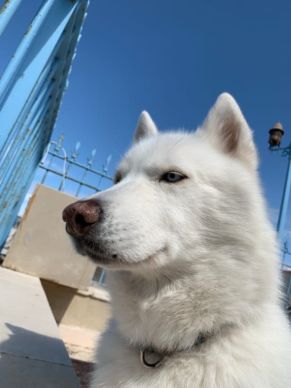 Morning life snapshots across Tel Aviv show dogs, architecture, daily routines