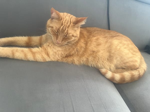 Orange tabby cat lounges through a quiet morning at home