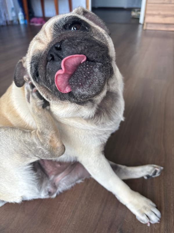 Pug dog captured in routine daily activities over 16 minutes