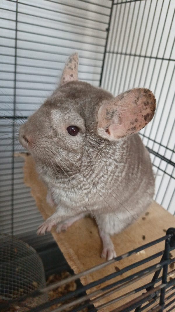 Pet chinchillas and Marvel figurine captured in Sevastopol home