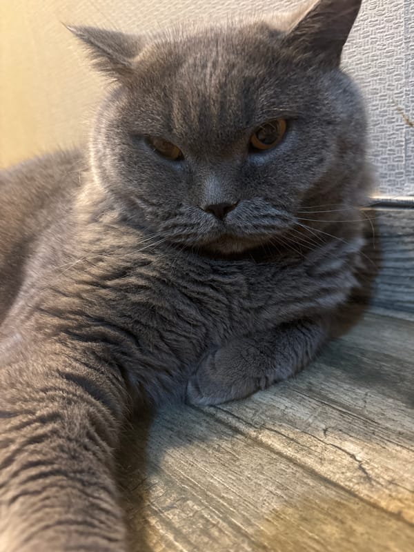 Domestic life captured: gray cat, flowers, fruit documented over two hours
