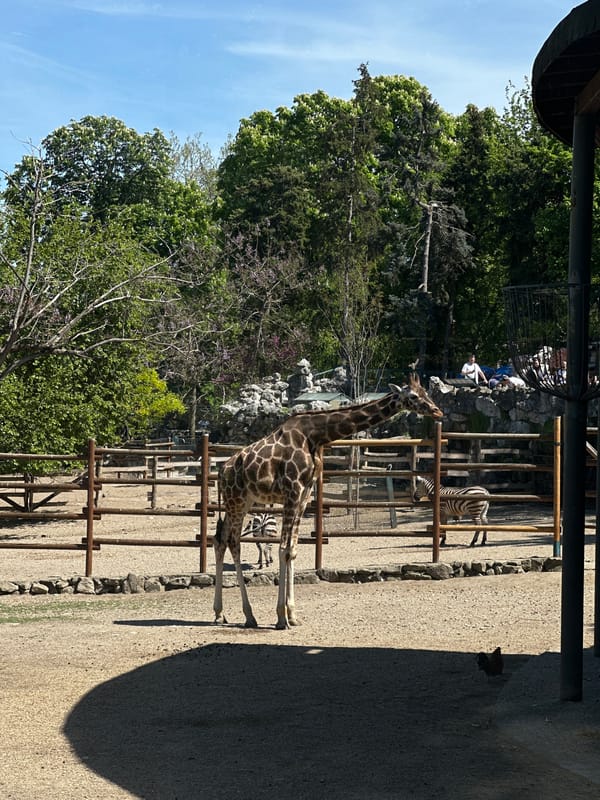 Visitor documents animals during afternoon trip to Belgrade Zoo