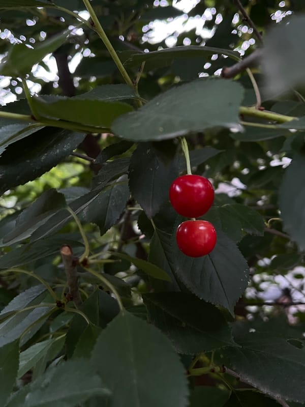 Summer afternoon at a Lviv home — fruit, dogs, and everyday details