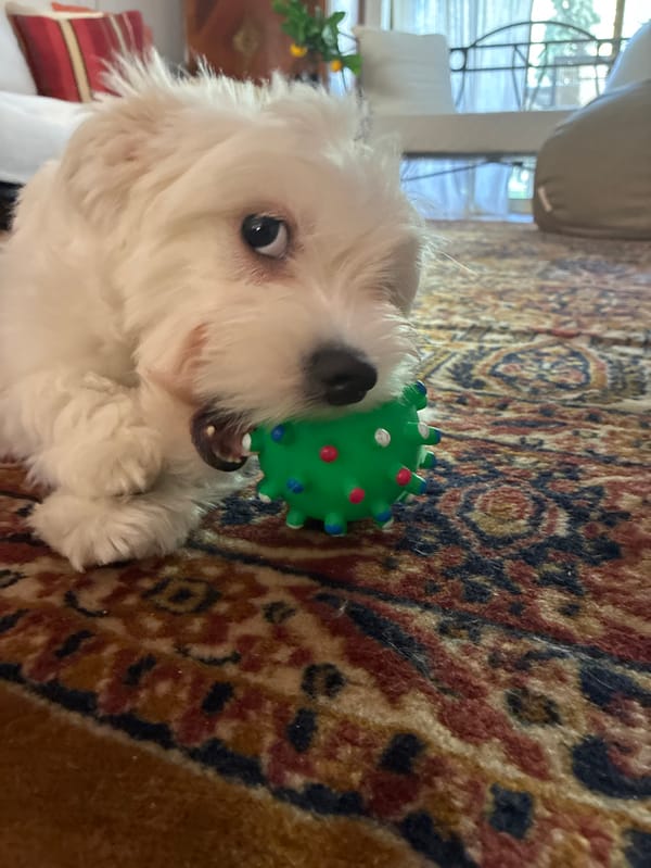 Morning coffee and resting dog observed in Vouliagmeni home