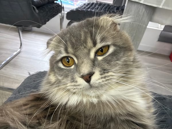 Scottish Fold cat at home in western Ukraine