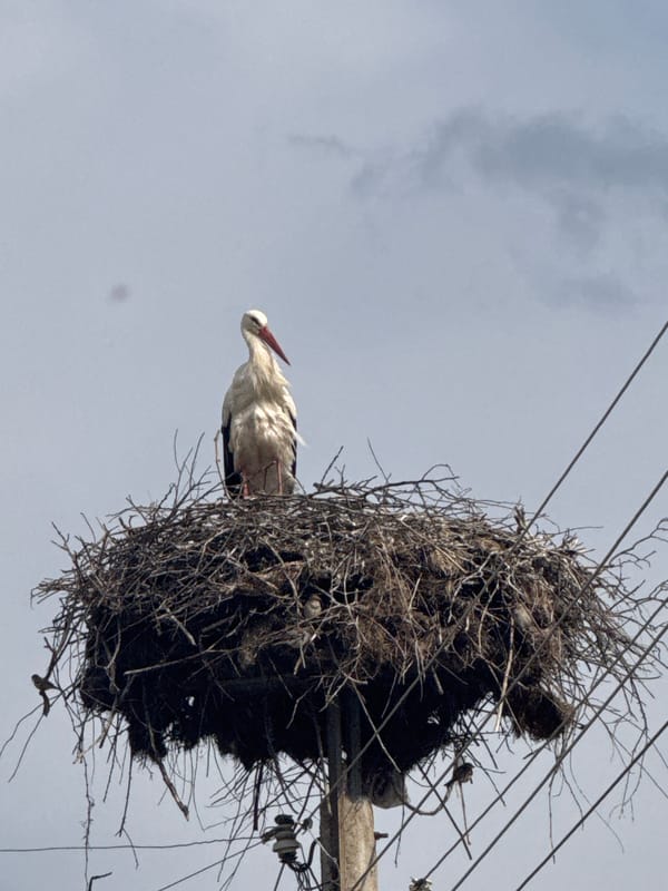 Stork nests atop utility pole in Bulgarian village