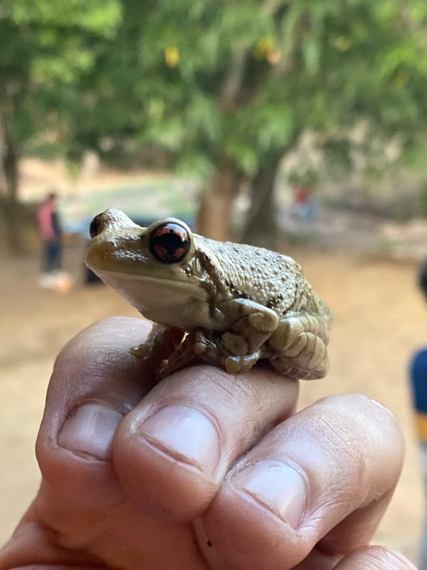 Person holds brown frog in La Guamita, Venezuela