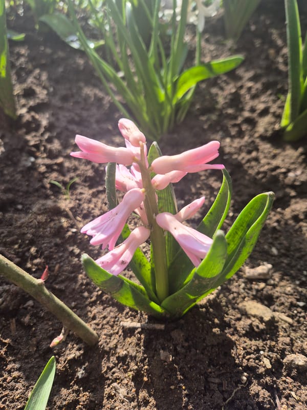 Spring garden blooms documented in Pleven, Bulgaria