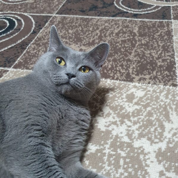 Grey cat naps, grooms, and poses around a Kryvyi Rih apartment