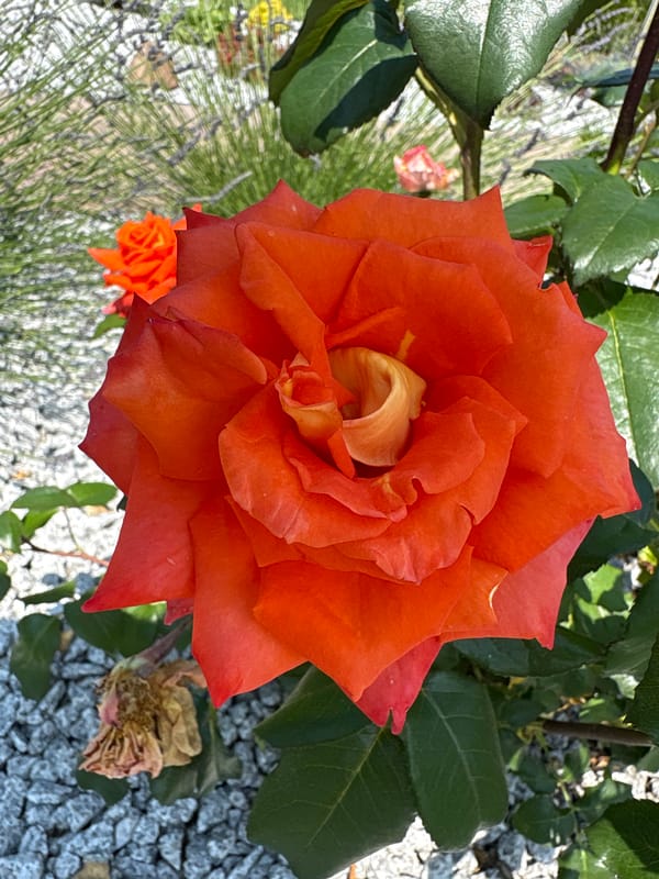 A well-tended Polish garden in full summer bloom