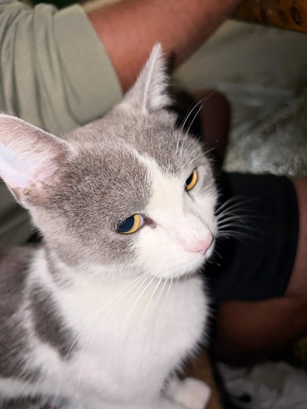 Grey cat making itself at home at a rainy Gabrovo hangout spot