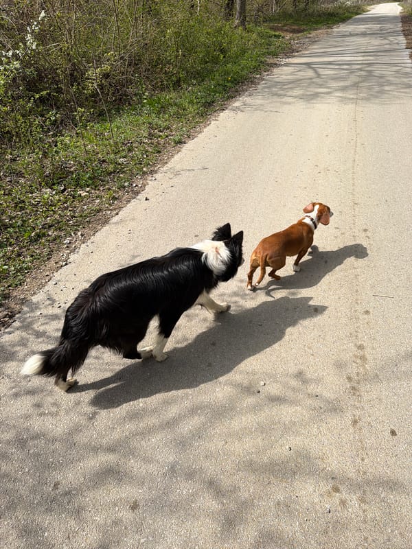 Two dogs play and walk together on rural road in Bulgaria