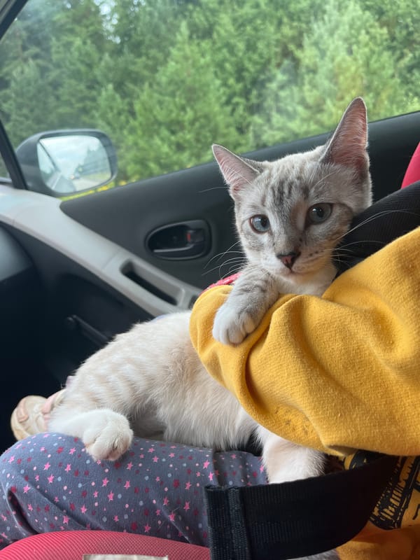 Kitten riding along through a wooded stretch of road