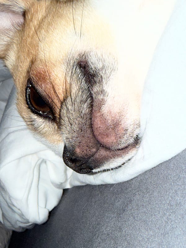 Dog rests under blanket in early morning Berlin scene