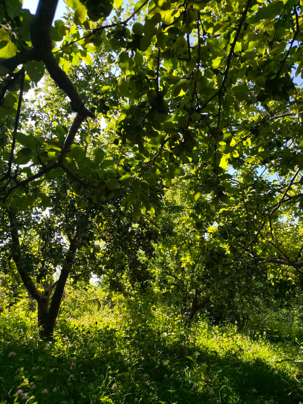 Apple orchard in full fruit, Korumdu, Kyrgyzstan