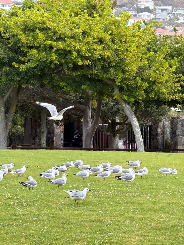 Seagull flock gathers on Cape Point Nature Reserve lawn