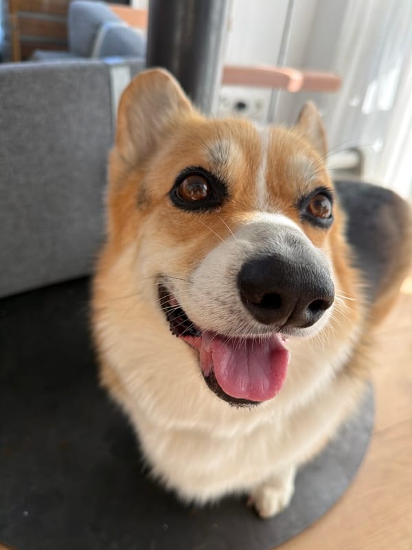 Corgi eyes a breakfast spread in Gangloff