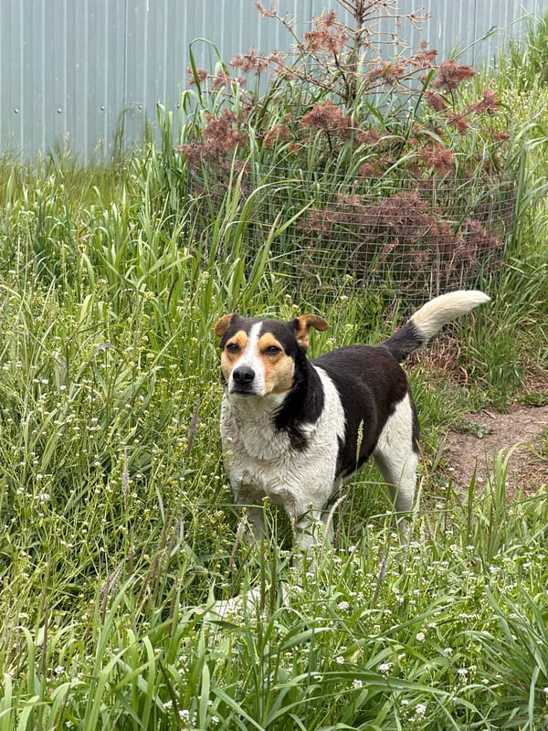 Dogs and spring flowers captured in rural Russia morning