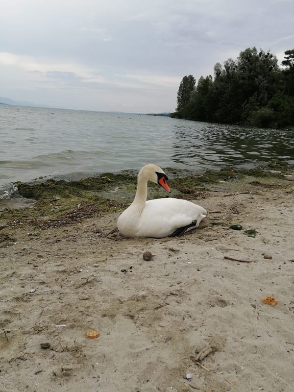 White swan at rest on a quiet lakeshore