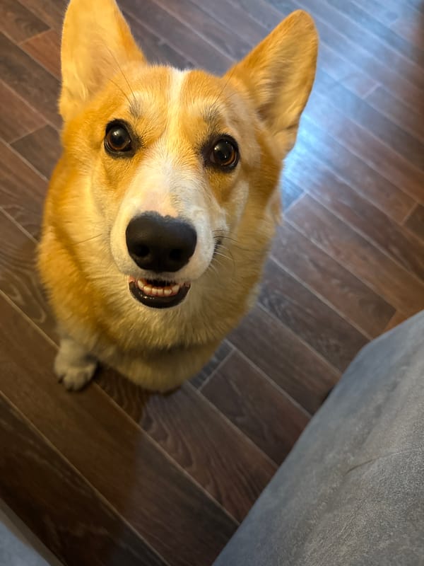 Corgi feeding time captured in Votkinsk home