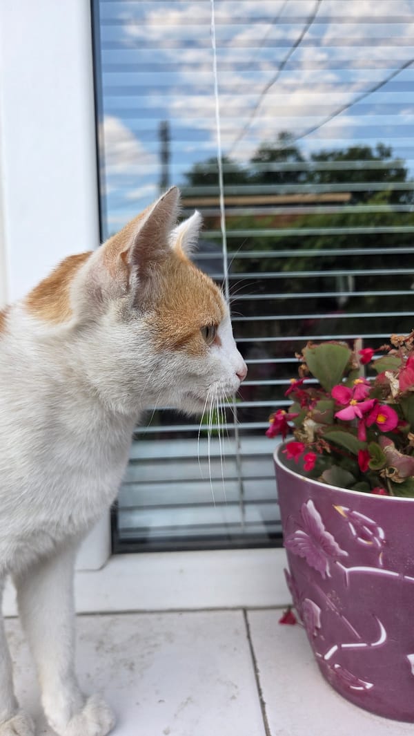 Cats, car trinkets, and a window selfie in Bania