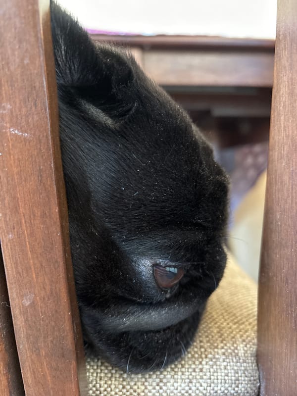Black pug rests on furniture in Shadrinsk home