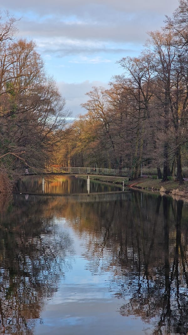 Ducks spotted in Berlin park waterways amid seasonal scenery