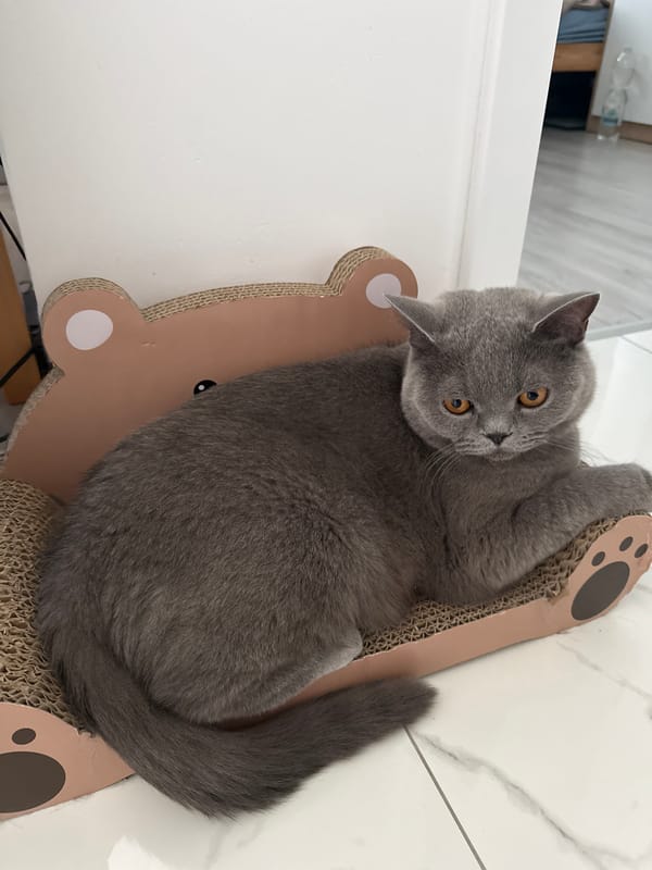 Grey British Shorthair relaxing around the house in Zielona Góra