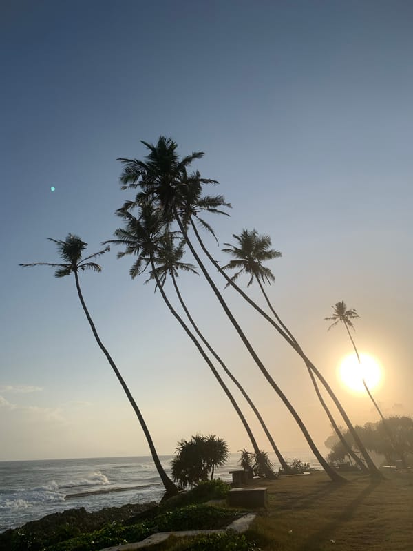 Palm silhouettes at sunrise on the Habaraduwa coast