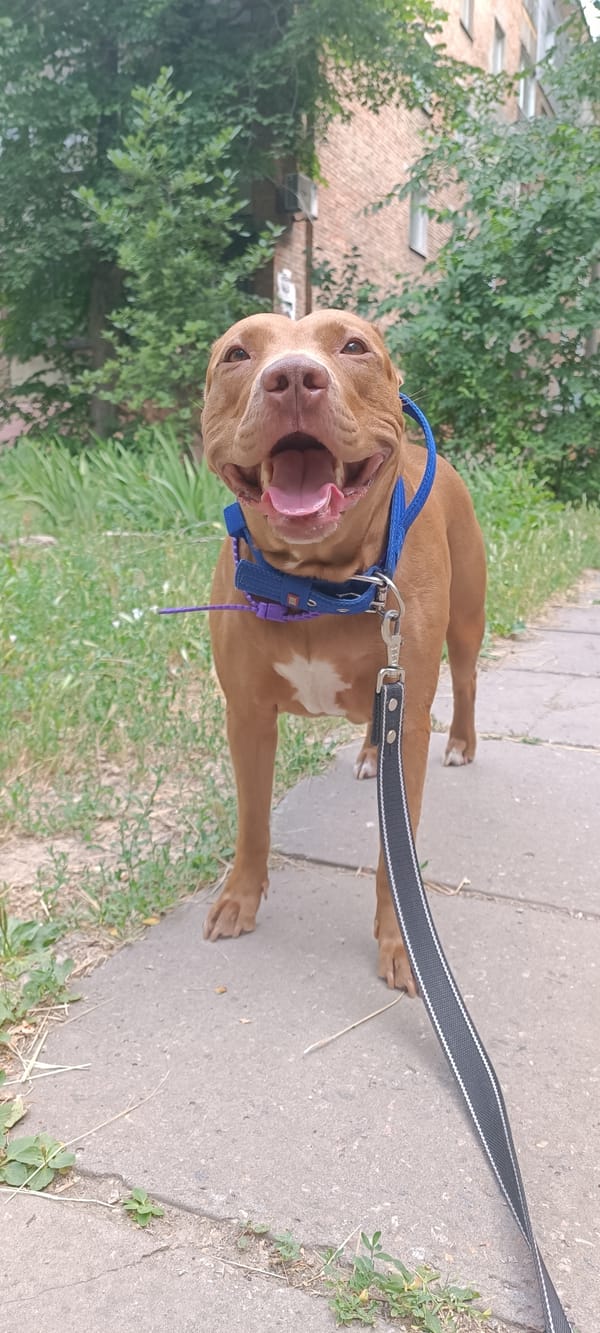 Pit bull plays in a Zaporizhzhia park on a sunny morning