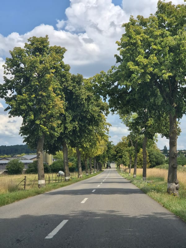 Peaceful tree-lined road curving through rural Mondorf-les-Bains