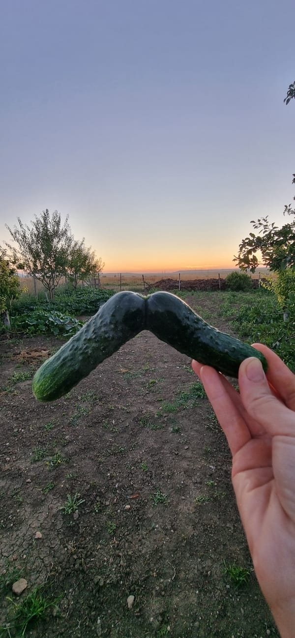 Oddly shaped cucumber held up in a dusk garden