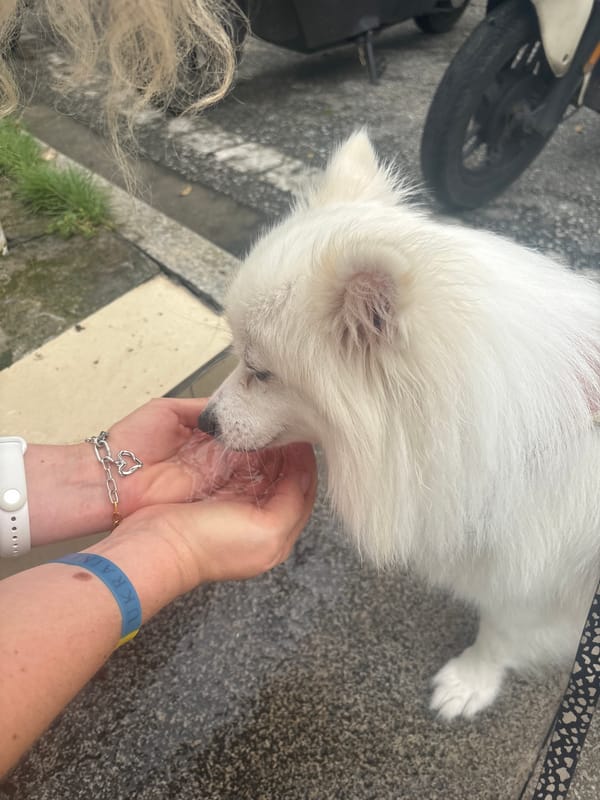 White dog on a walk through Nanhai District