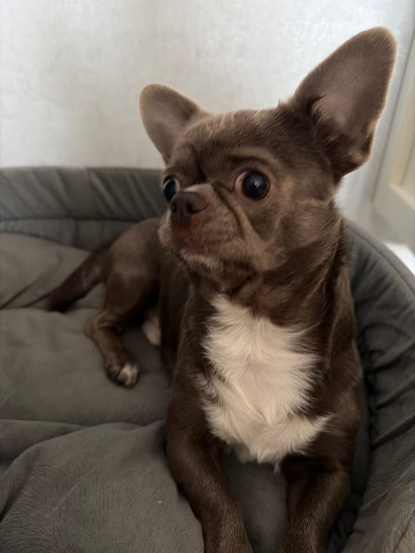 Morning moments: boy playing, dogs walking in snowy Votkinsk