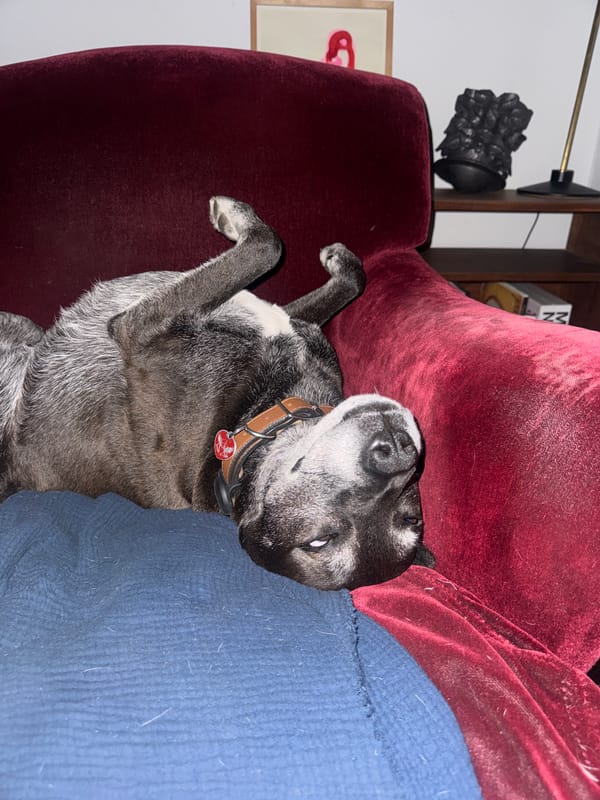 Dog rests on couch during quiet New York morning